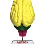 Мозок собаки модель для вивчення будови головного мозку ссавців