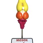Мозок жаби модель для демонстрації будови головного мозку земноводних