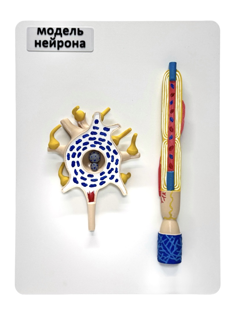 Будова нейрона
