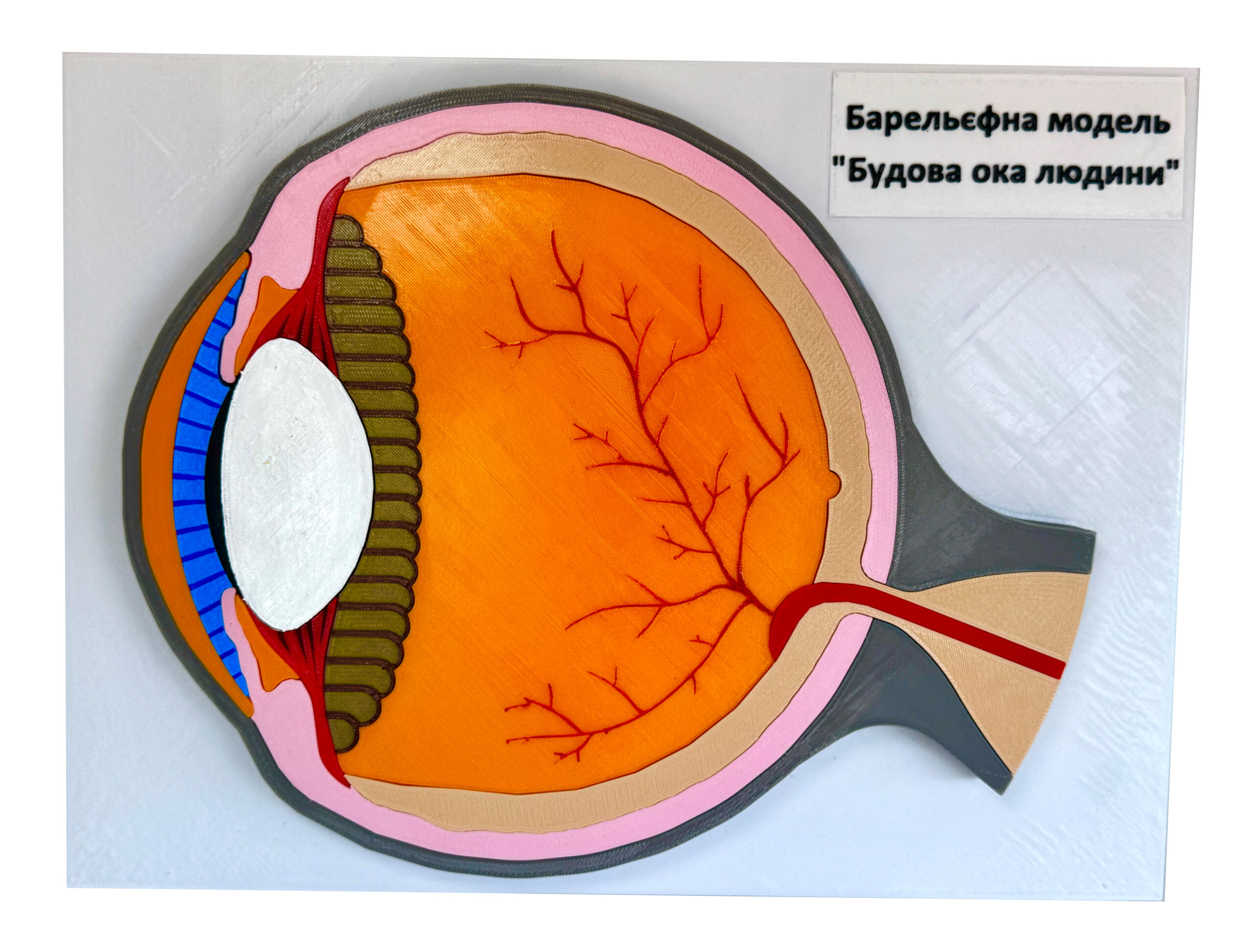 Будова ока людини (барельєфна модель)