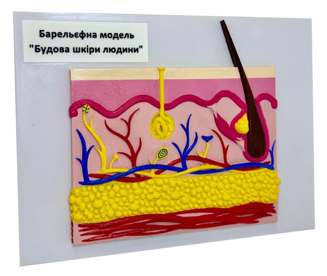 Будова шкіри людини (баральєфна модель)