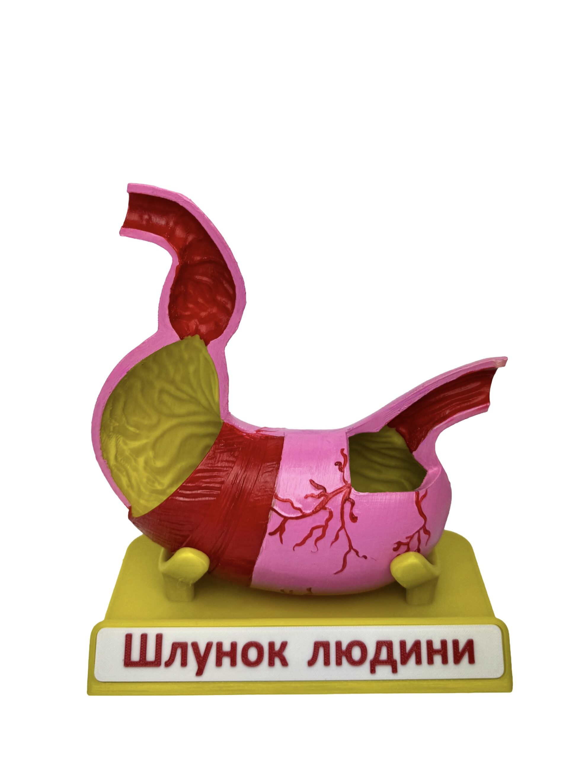 Будова шлунку