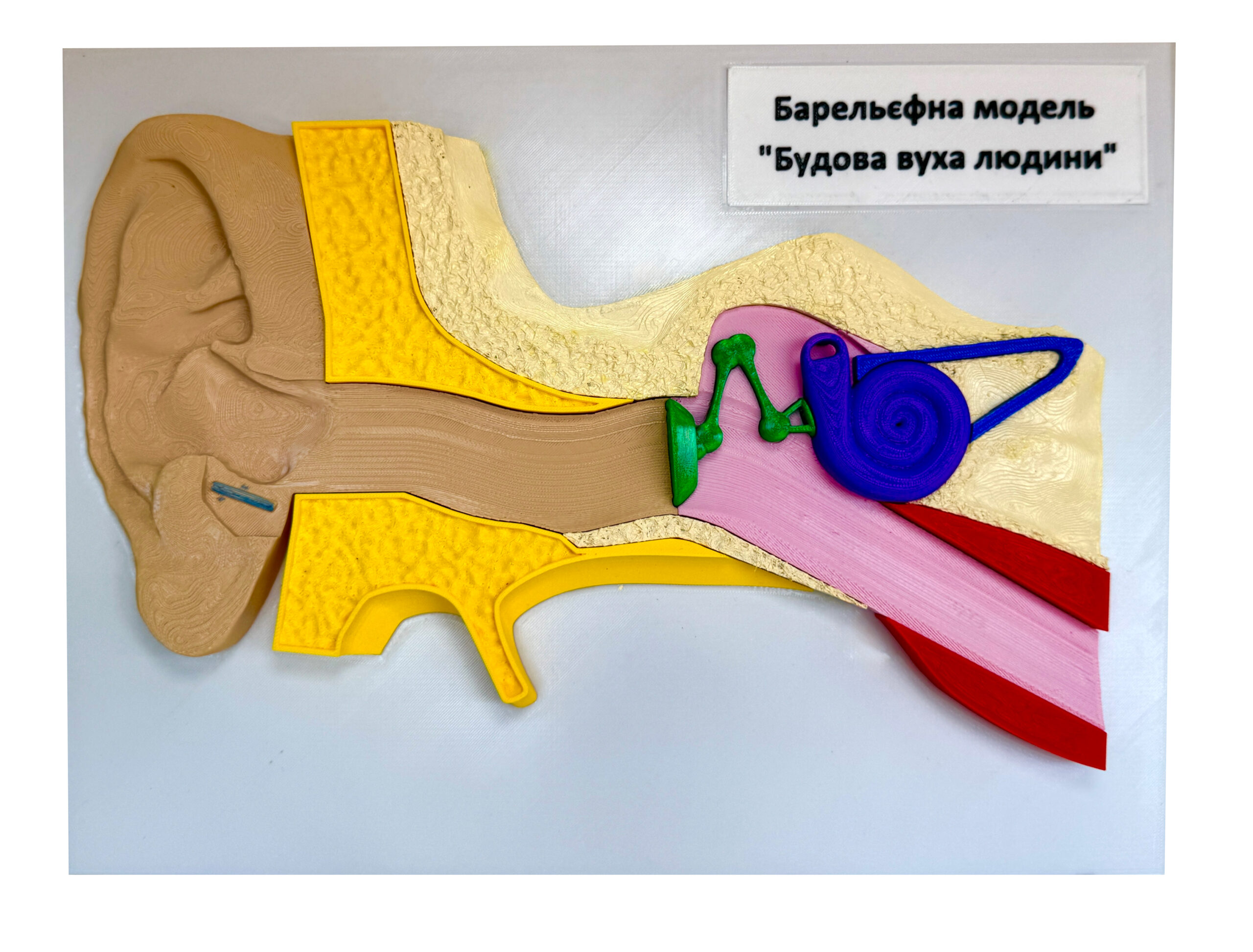 Будова вуха людини (баральєфна модель)