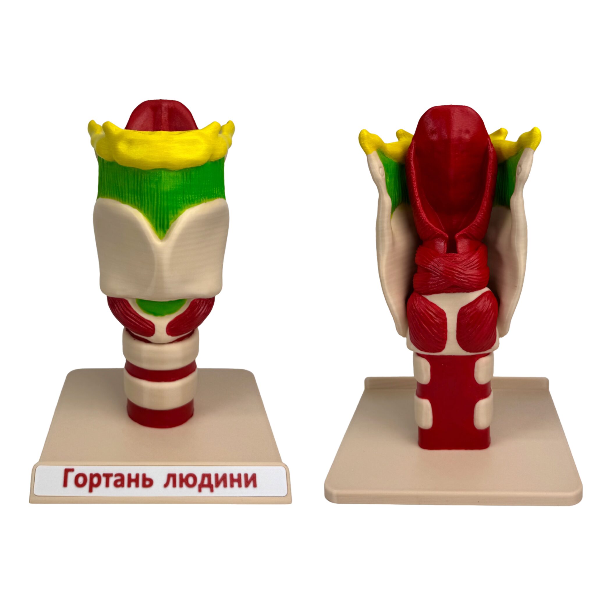 Гортань людини (модель)