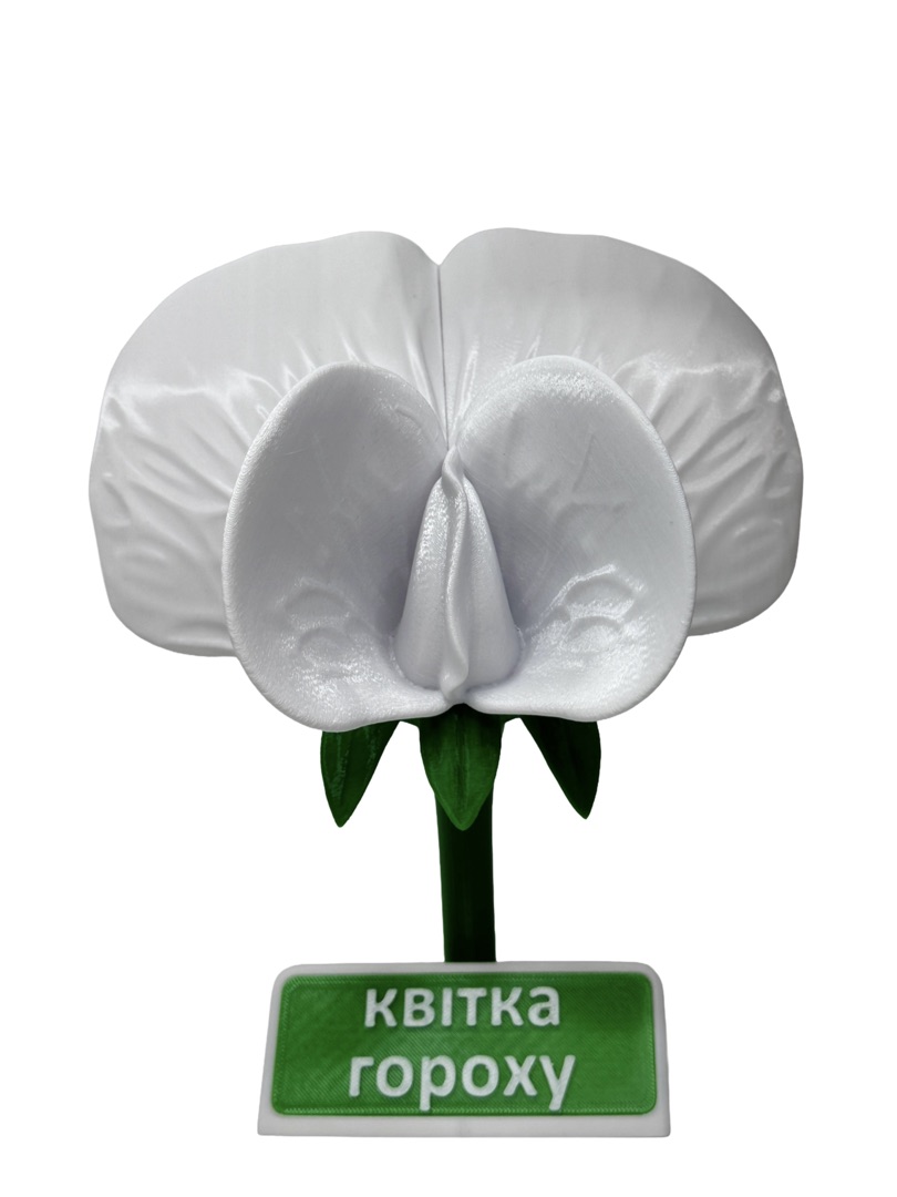 Квітка гороху