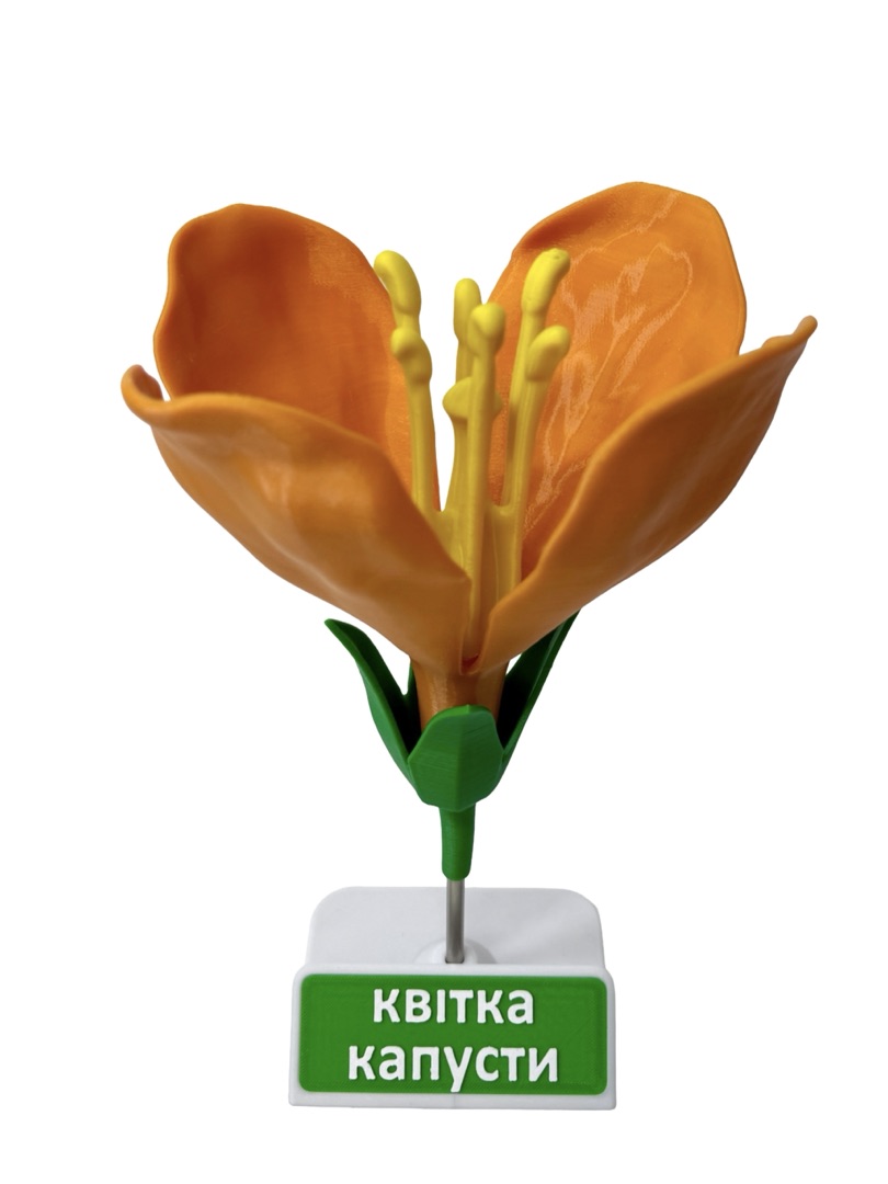 Квітка капусти