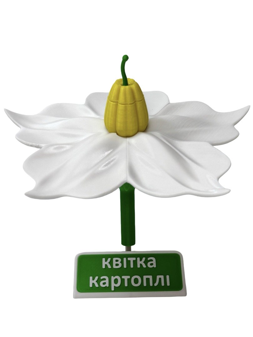Квітка картоплі