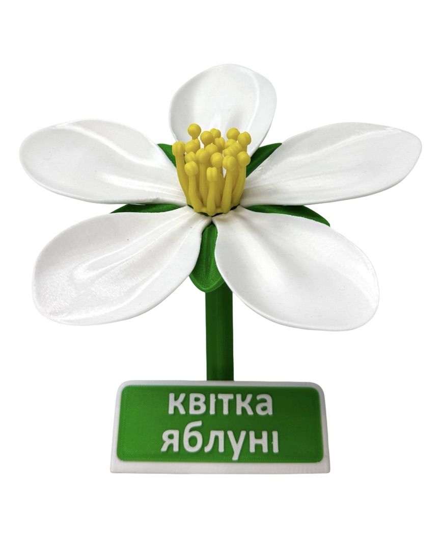 Квітка яблуні