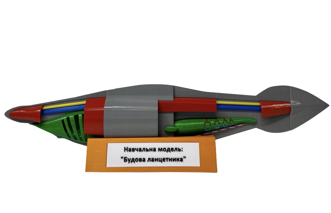 Ланцетник