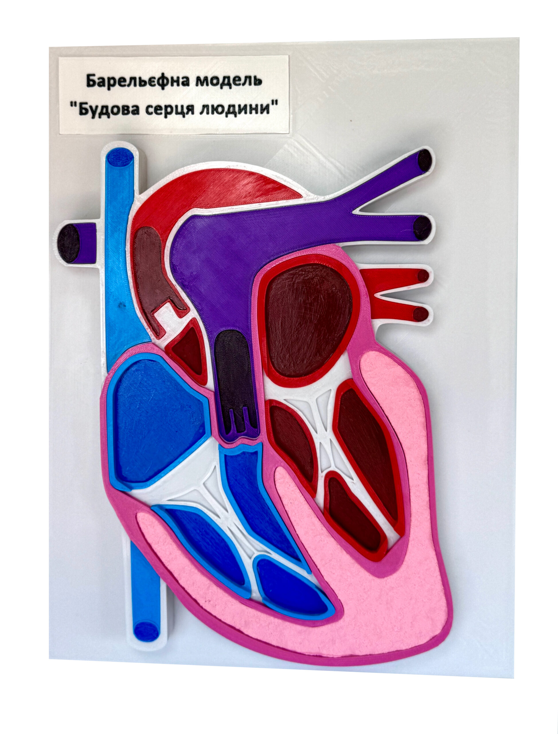 Навчальна демонстраційна барельєфна модель «Будова серця людини»