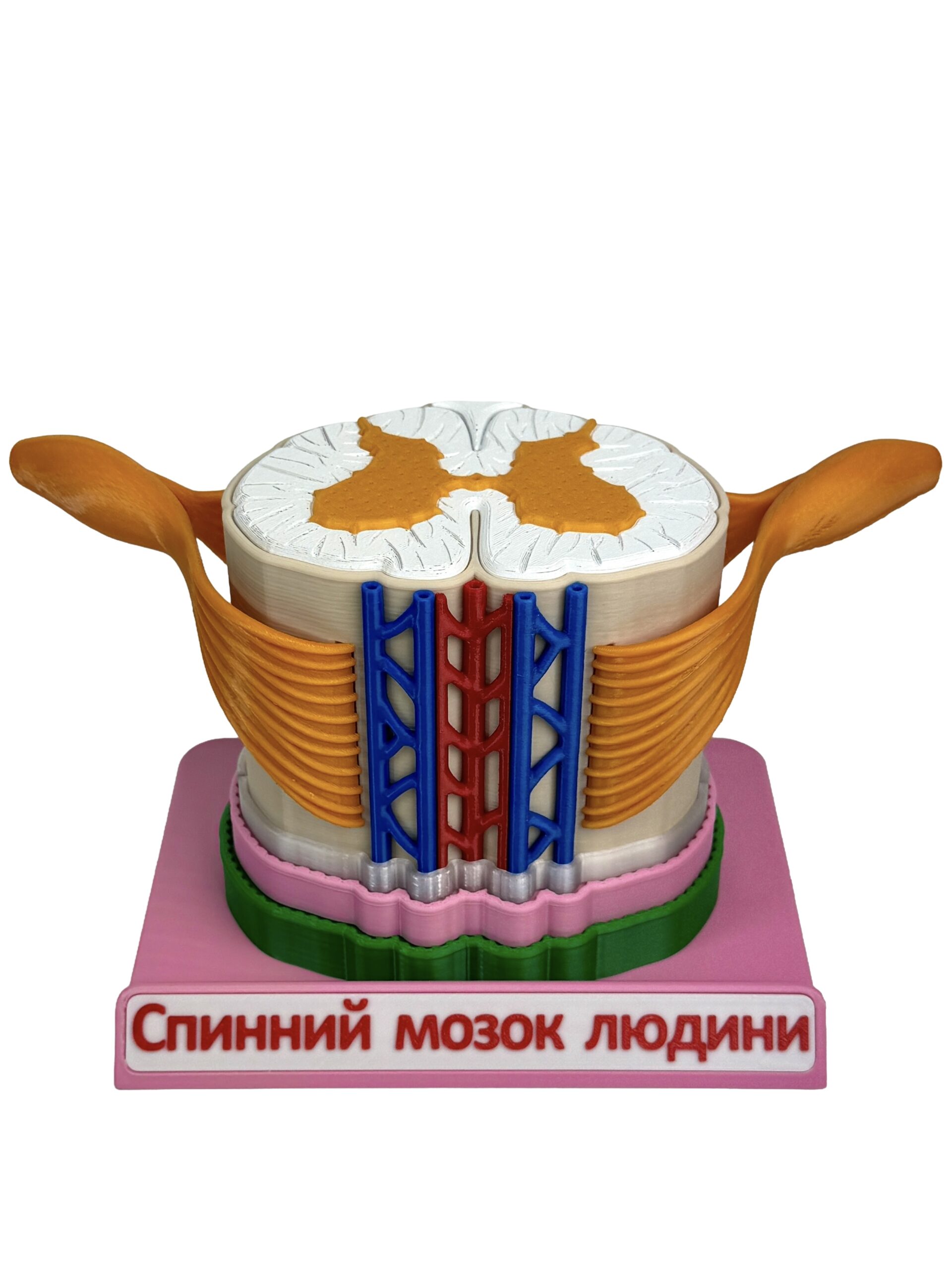 Навчальна демонстраційна модель «Спинний мозок людини з нервами»