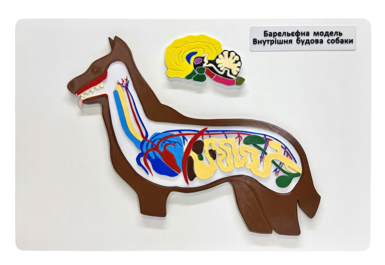 Внутрішня будова собаки (барельєфна модель)